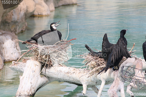 Image of Great cormorant