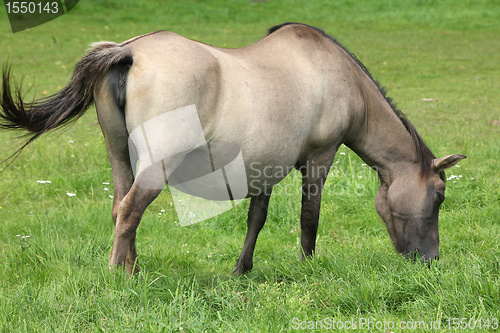 Image of Pregnant mare