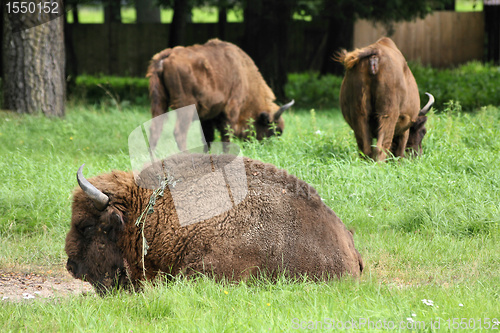Image of European bisons