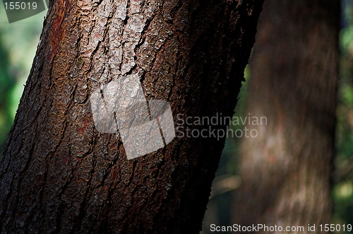 Image of pine tree trunk