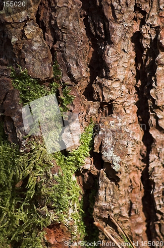 Image of pine tree peel