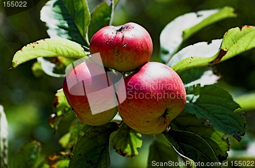 Image of three red apples in the apple tree