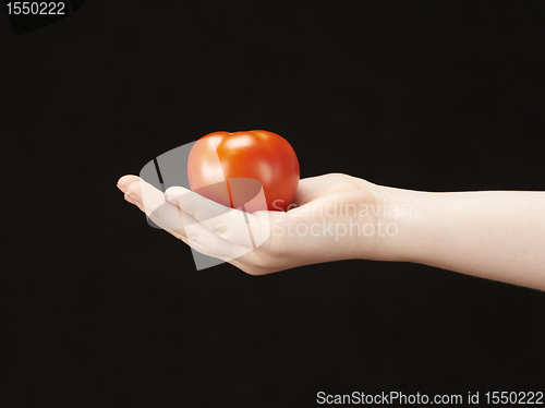 Image of Childs hand with tomatoe and palm facing up