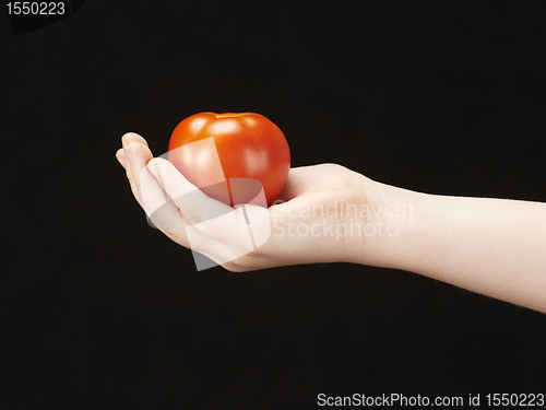 Image of Childs hand with tomatoe and palm facing up