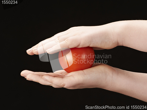 Image of Tomatoe sandwiched between childs hands