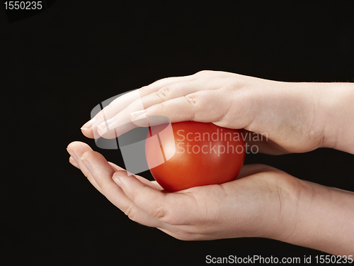 Image of Tomatoe sandwiched between childs hands