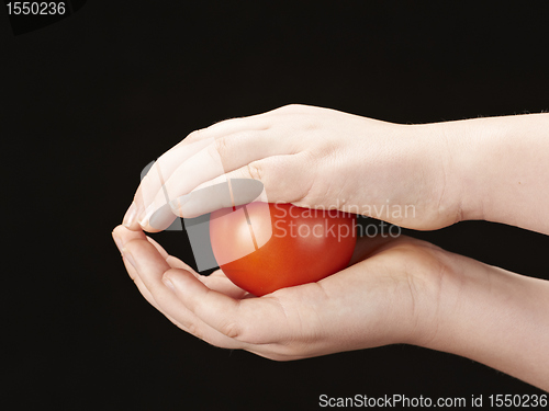 Image of Tomatoe sandwiched between childs hands