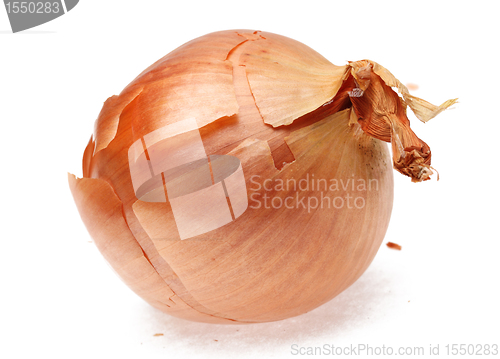 Image of Onion