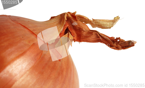 Image of Onion detail