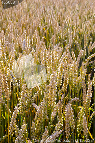 Image of ripe wheat field closeup agricultural background 