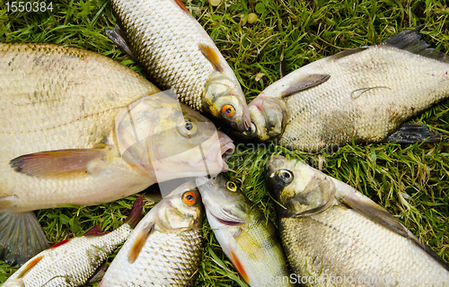 Image of White fish catch on grass. Bream roach perch 