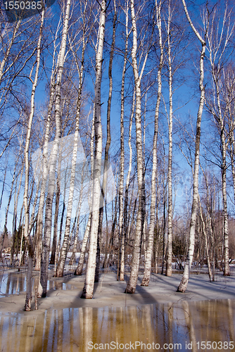 Image of Melting snow ice spring birch forest tree trunk sky 