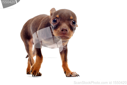 Image of puppy chihuahua afraid