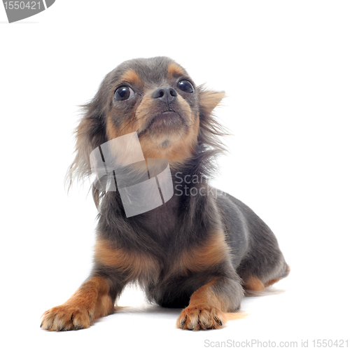 Image of puppy chihuahua