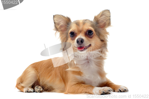 Image of chihuahua