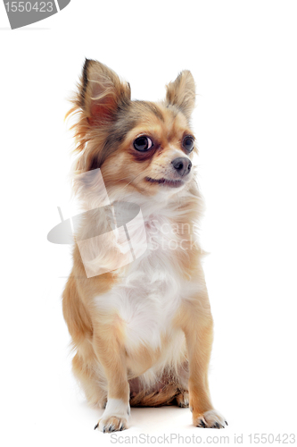Image of chihuahua