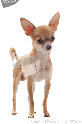 Image of short hair chihuahua