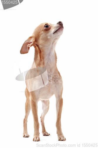 Image of short hair chihuahua