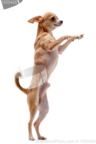 Image of chihuahua upright