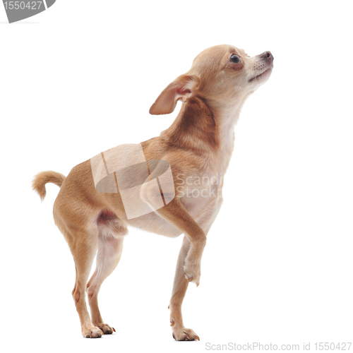 Image of short hair chihuahua