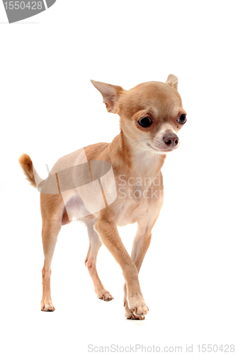 Image of puppy chihuahua