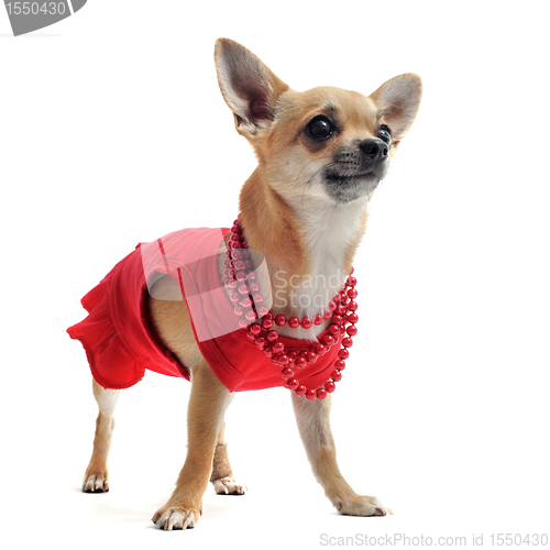 Image of chihuahua with clothes