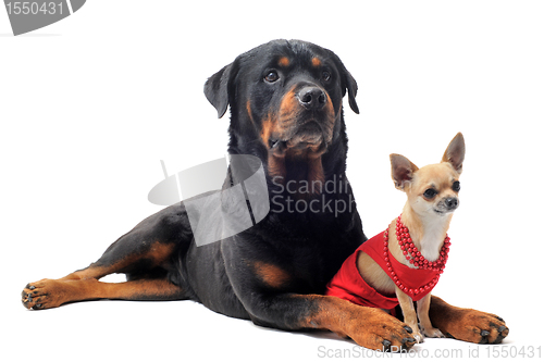 Image of rottweiler and chihuahua