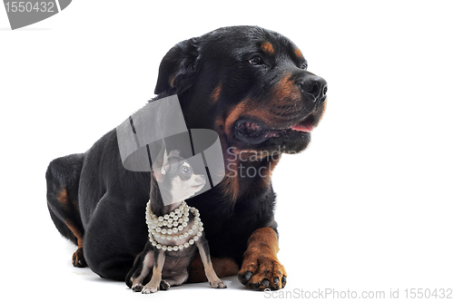 Image of rottweiler and puppy chihuahua