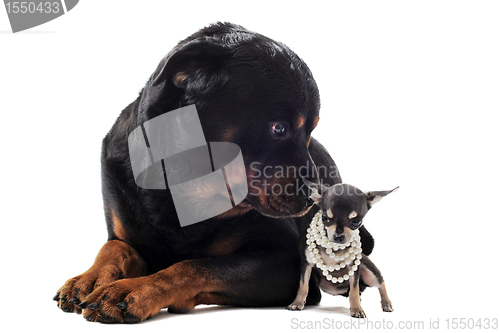 Image of chihuahua  and rottweiler