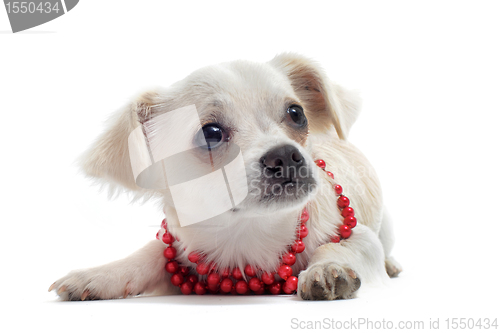 Image of chihuahua with pearl collar