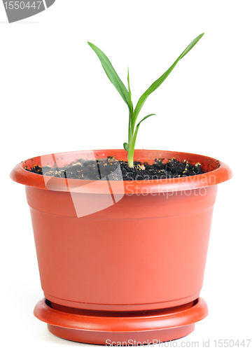 Image of Little sprout in the flowerpot