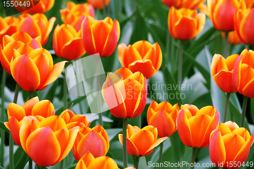 Image of Some tulips