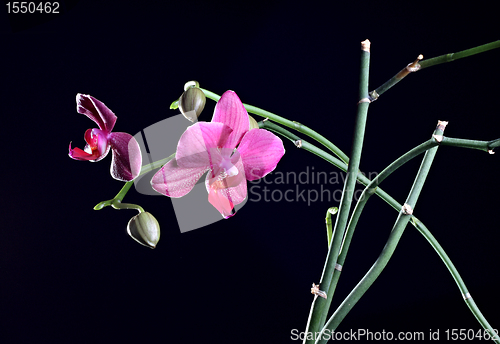 Image of Orchid flower with bud at the branch