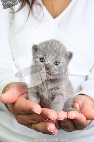 Image of Little kitten in the hands