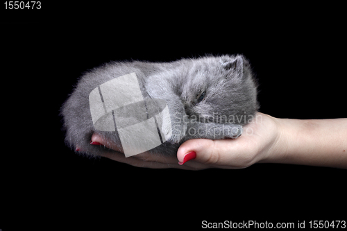 Image of Little kitten in the hand