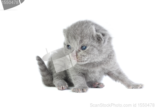 Image of Little kitten