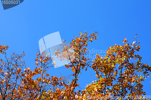 Image of Yellow leafs on an oak and clear blue sky