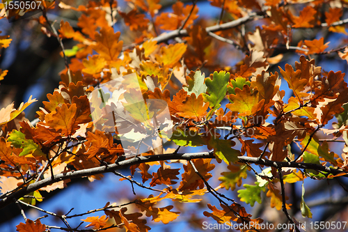 Image of Colored oak leafs on a tree