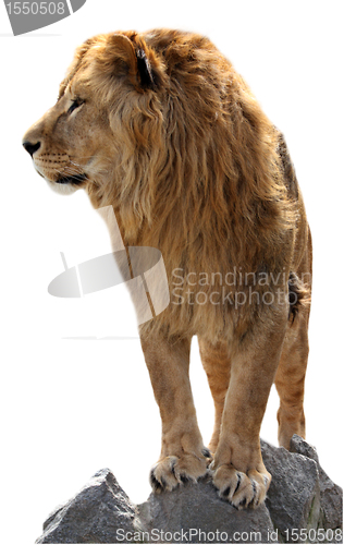 Image of Lion on a stones