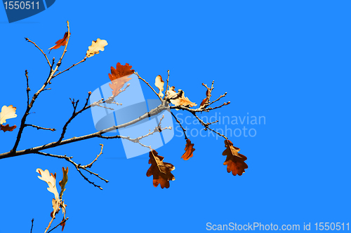 Image of Some oak leafs on tree on a blue sky background