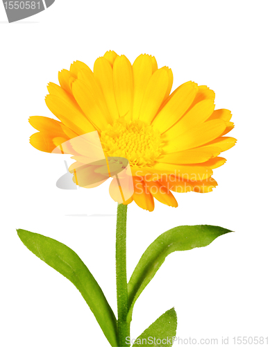 Image of One orange flower of calendula