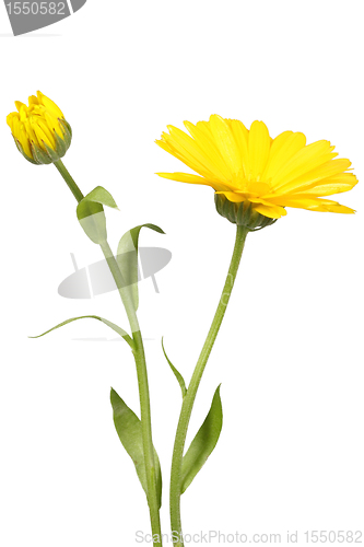 Image of Yellow flower and bud of calendula