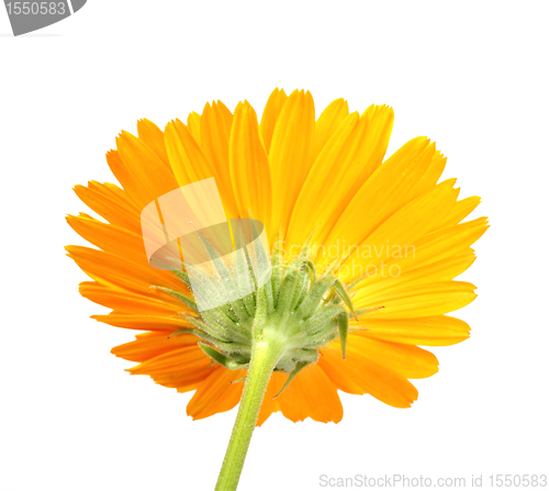 Image of Back-side of orange flower isolated