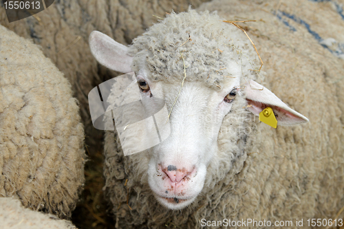 Image of Sheep