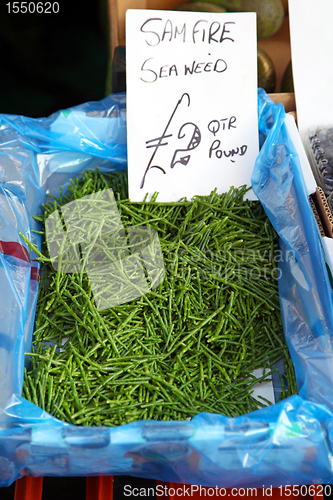 Image of Sea weed