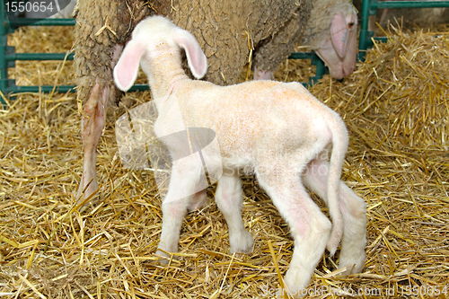 Image of Lamb and ewe