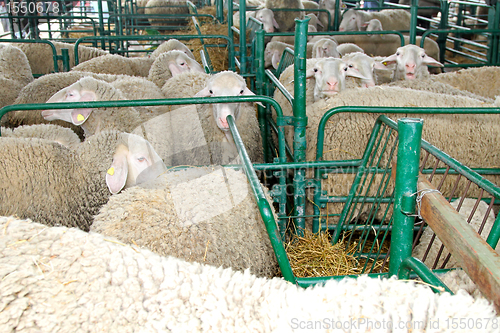 Image of Sheep farm