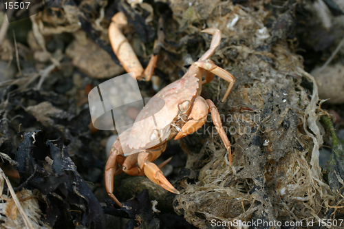 Image of Dead Crab on Beach