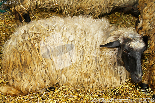 Image of Ewe