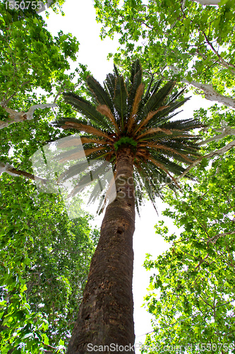 Image of Palm